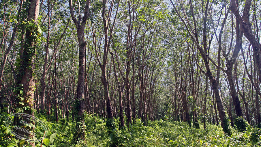 Plantacja kauczukowców