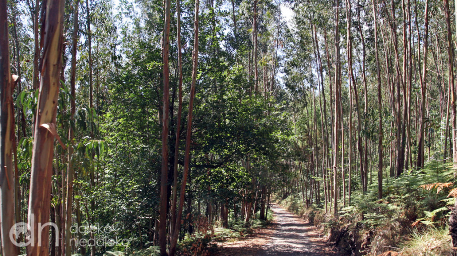 Serra de Monchique