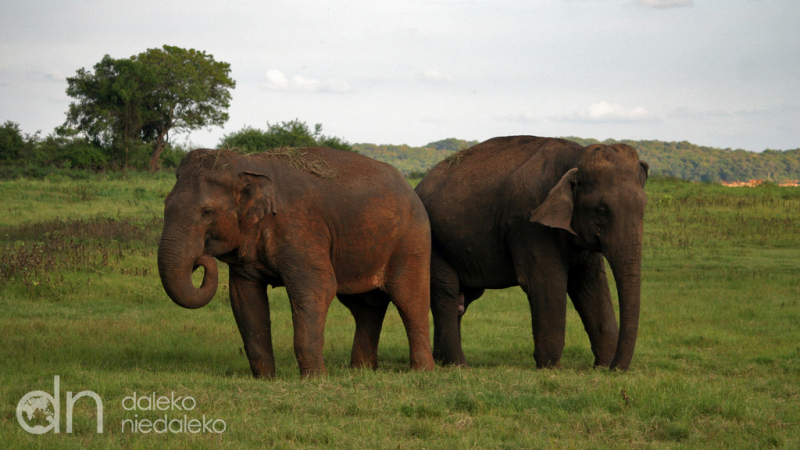 Park Narodowy Kaudulla