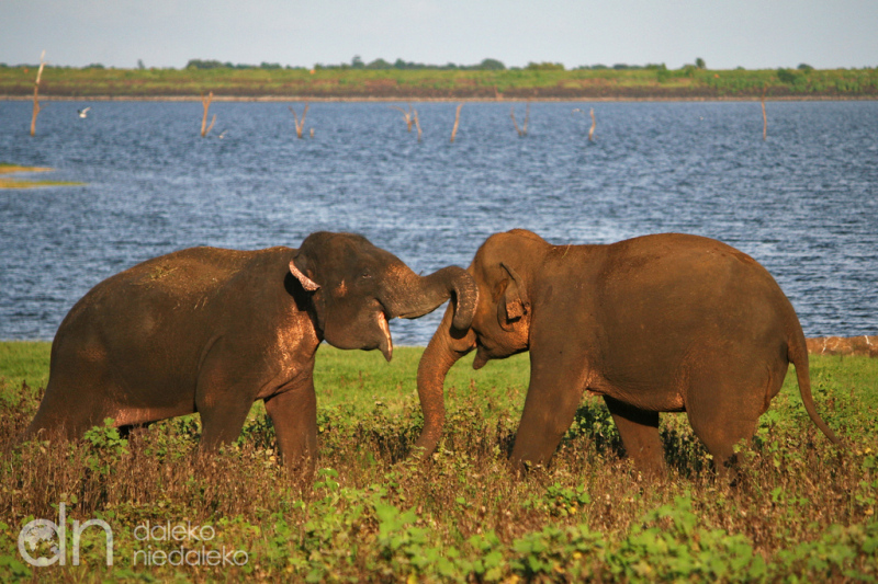 Park Narodowy Kaudulla