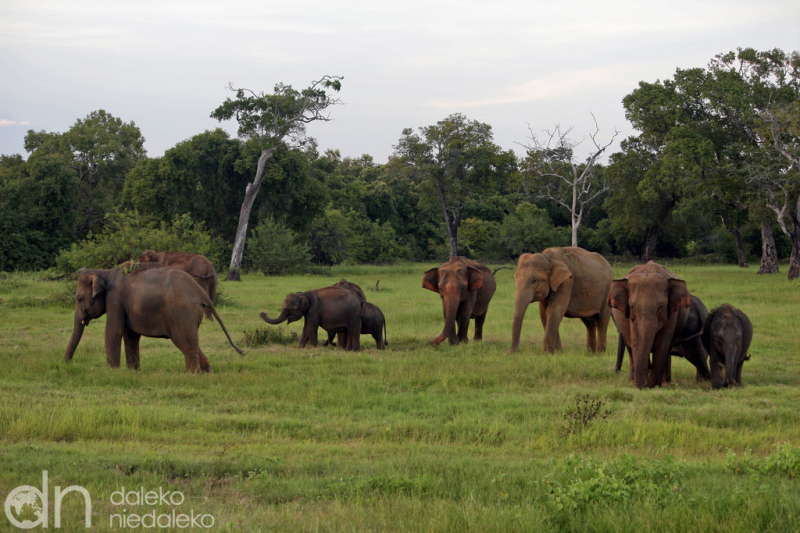 Park Narodowy Kaudulla
