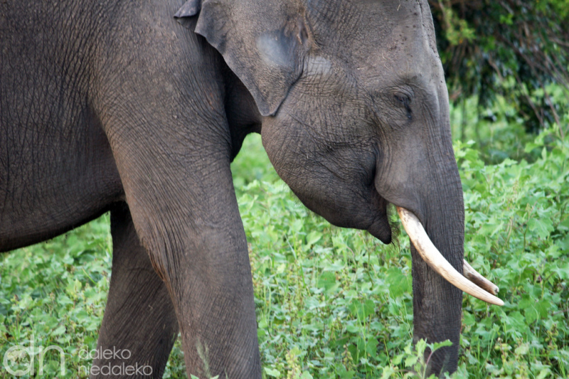Park Narodowy Kaudulla