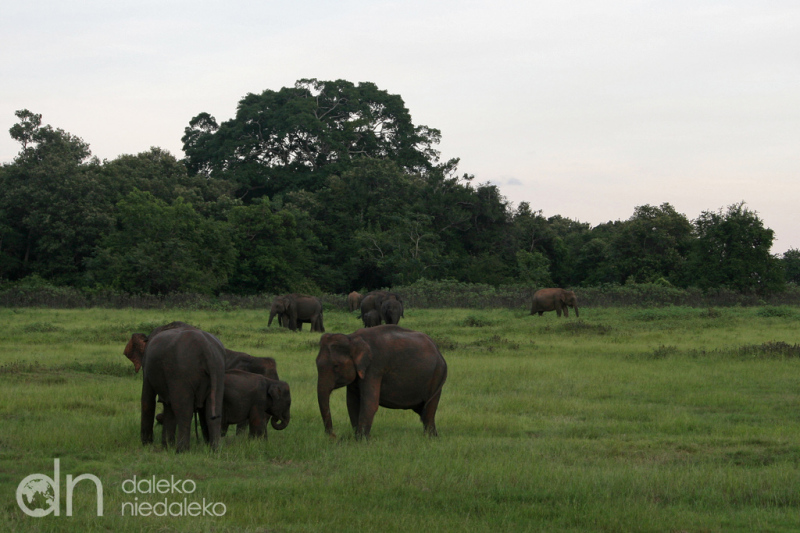Park Narodowy Kaudulla