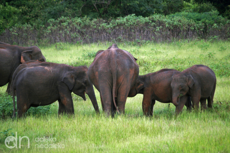 Park Narodowy Kaudulla