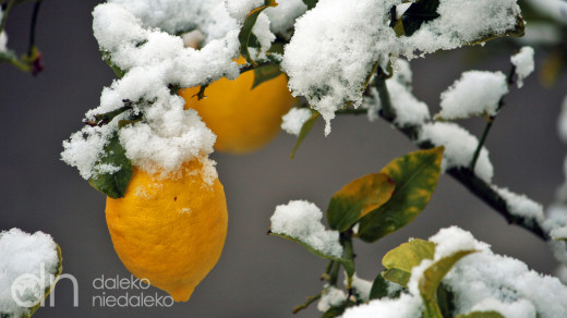 Majorkańskie cytryny w śniegu