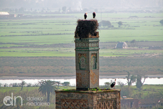 Minaret z bocianim gniazdem Minaret z bocianim gniazdem
