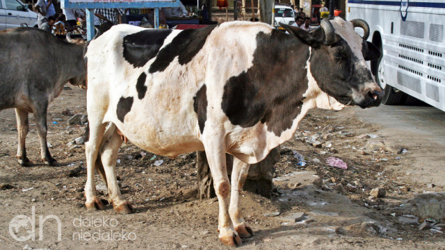 Krowa z Jaipuru Krowa z Jaipuru