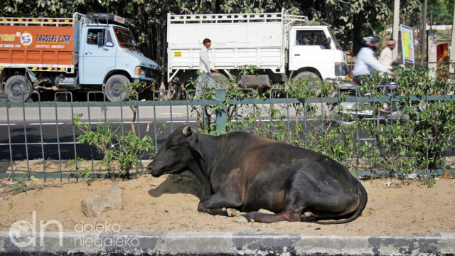 Krowa przy wylotówce z Delhi Krowa przy wylotówce z Delhi