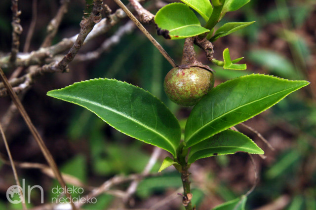 Nasionko herbaty Nasionko herbaty
