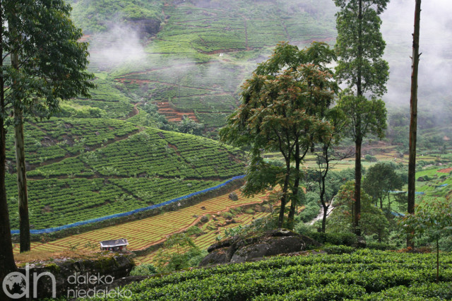 Plantacja herbaty Plantacja herbaty