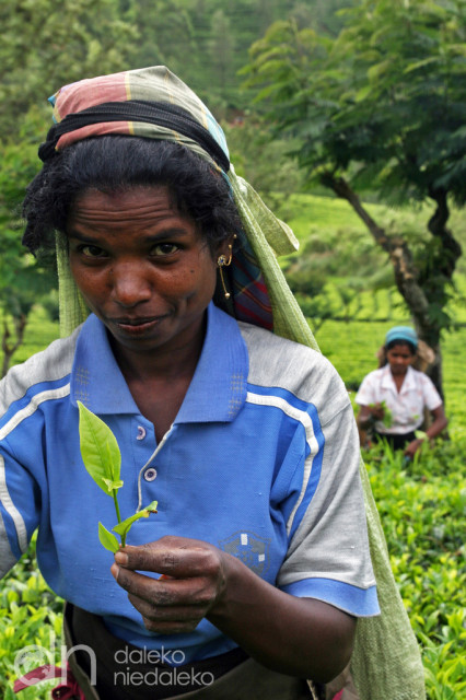 Zbieraczka herbaty Zbieraczka herbaty