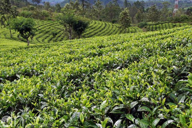 Plantacja herbaty Plantacja herbaty