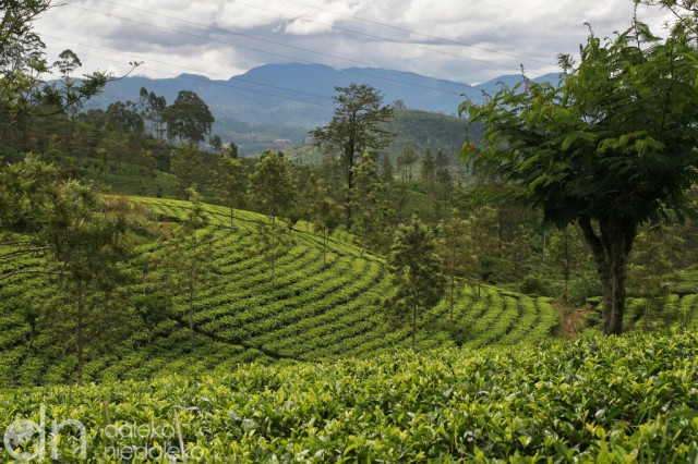 Plantacja herbaty Plantacja herbaty