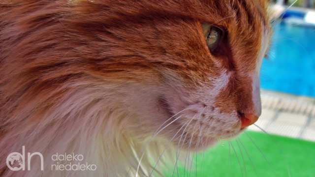 Kot z Cypru Kot z Cypru