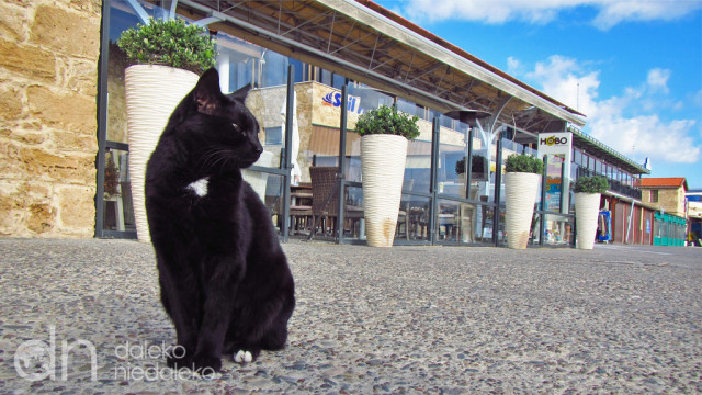 Kot z Cypru Kot z Cypru