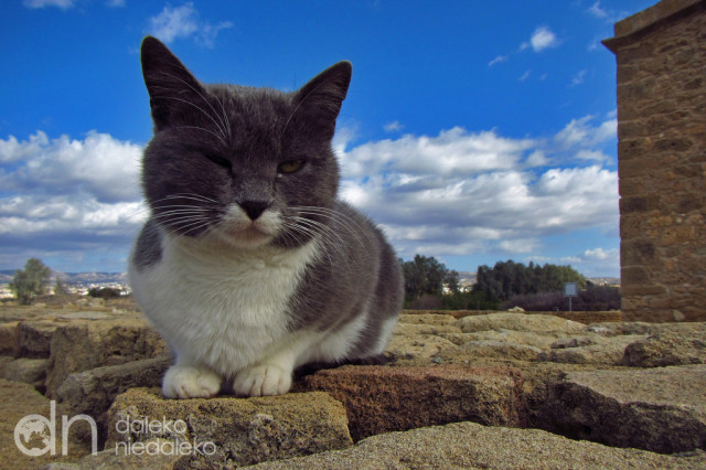 Kot z Cypru Kot z Cypru