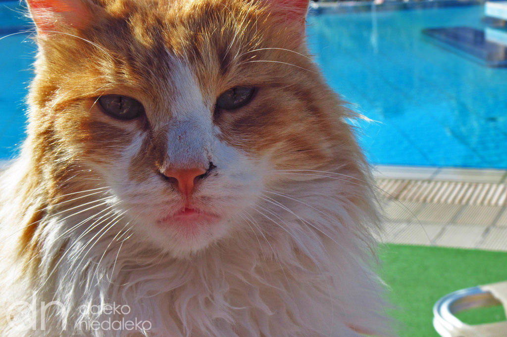 Kot z Cypru Kot z Cypru