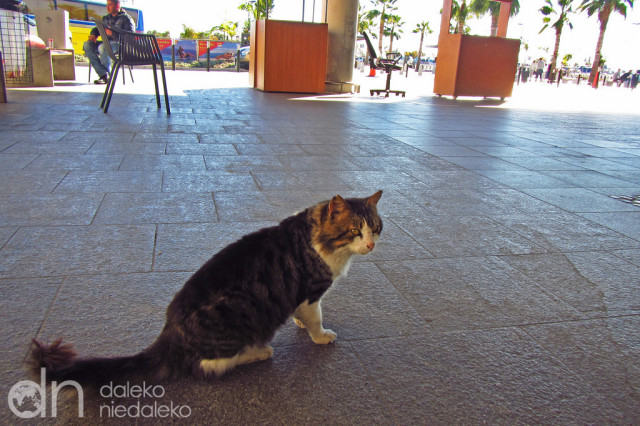 Kot z Cypru Kot z Cypru