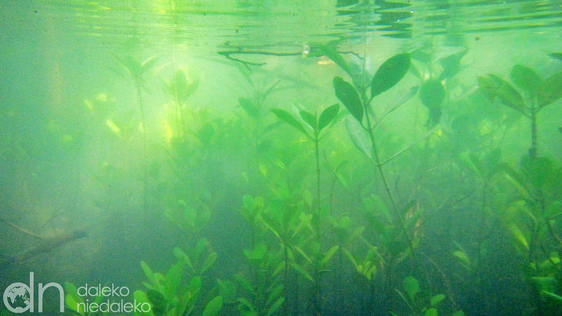 Las namorzynowy pod wodą