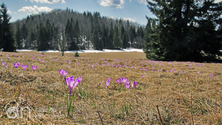 Szlak na Gacovską Skałę