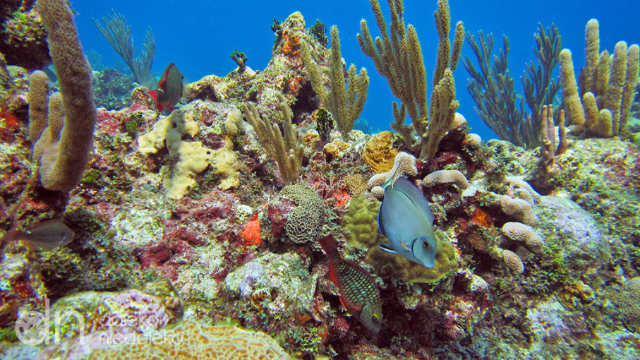 Playa Coral, Kuba