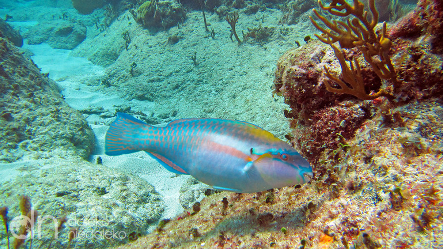 Playa Coral, Kuba