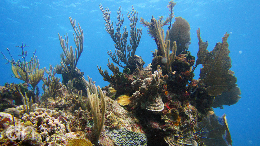 Playa Coral, Kuba