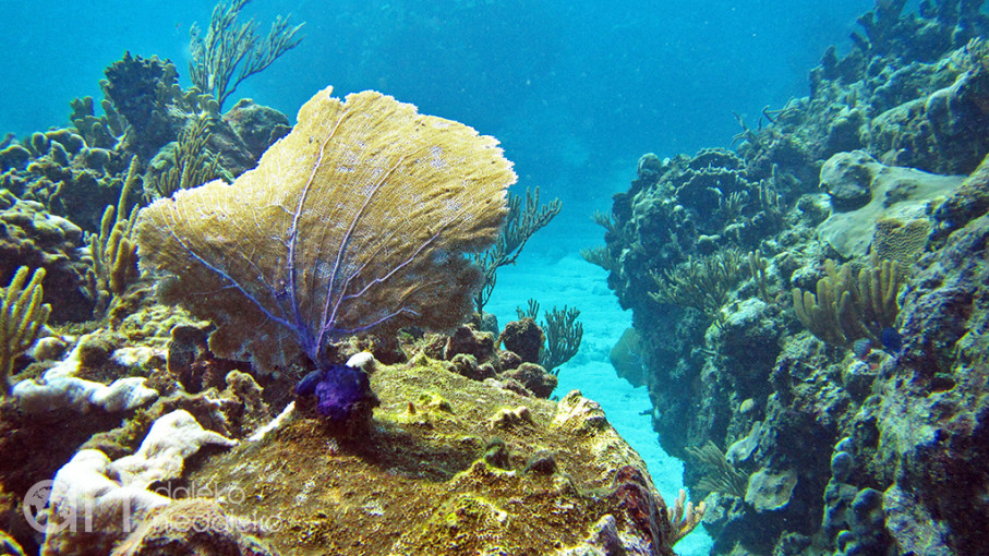 Playa Coral, Kuba