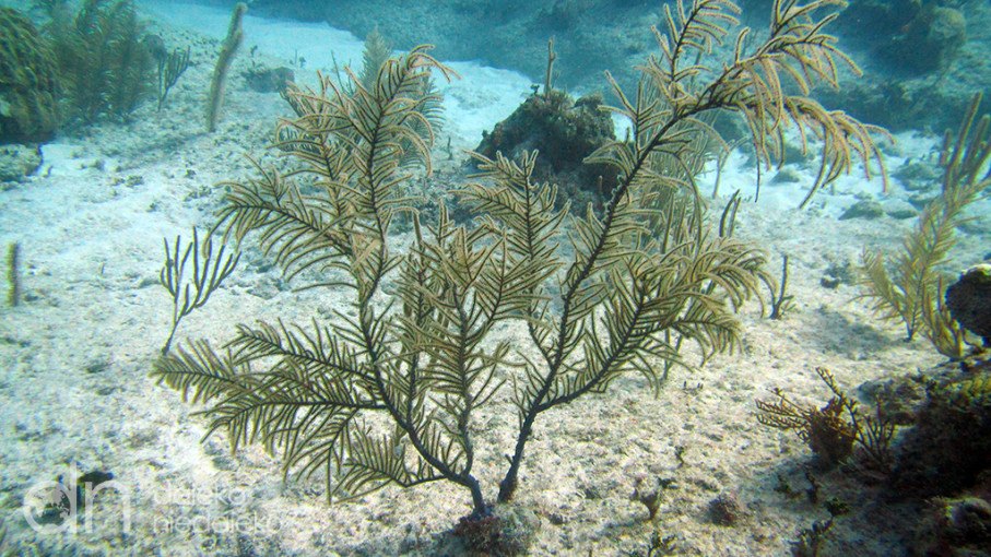Playa Coral, Kuba