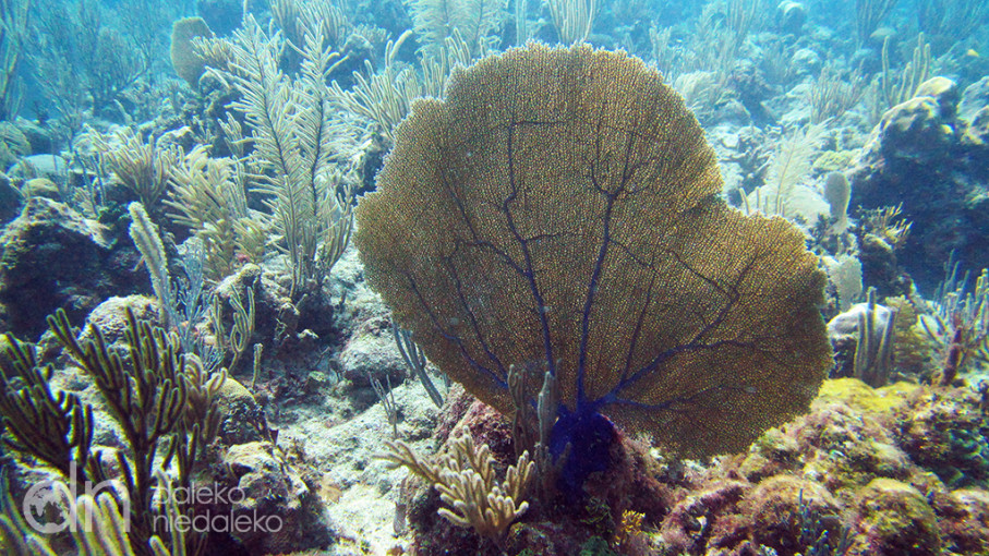 Playa Coral, Kuba