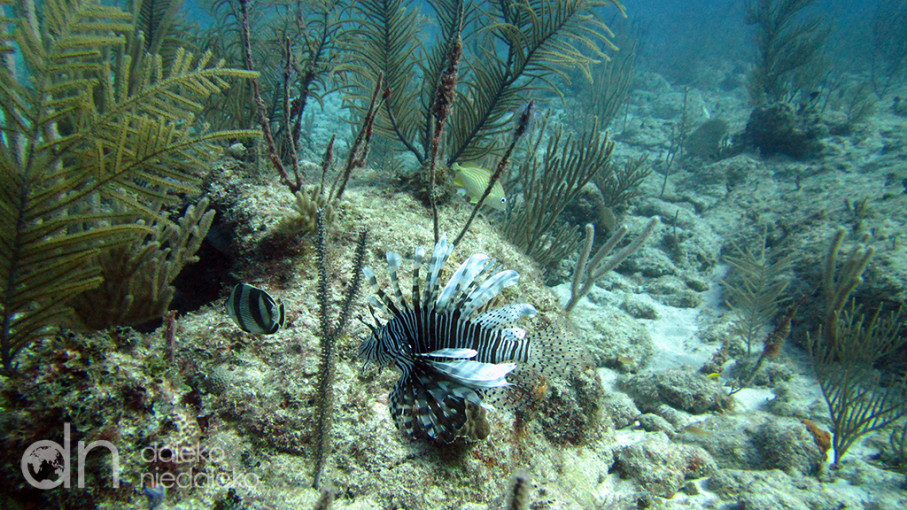 Playa Coral, Kuba