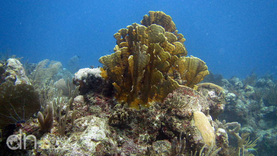Playa Coral, Kuba