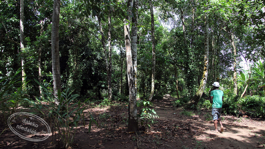 Plantacja przypraw na Zanzibarze