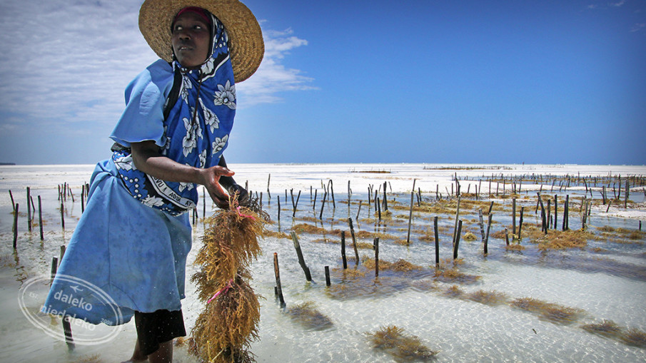 Plantacja alg na Zanzibarze